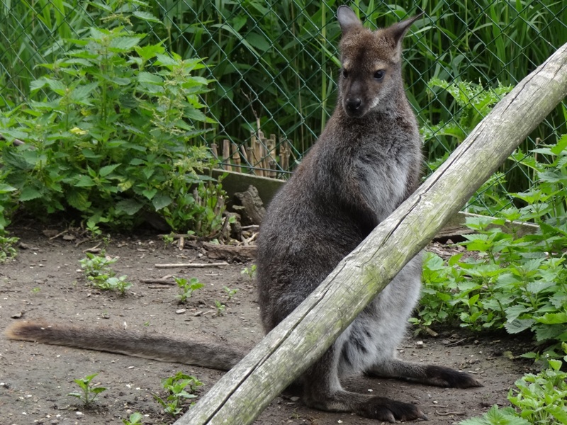 Bennett-wallaby-Macropus-rufogriseus