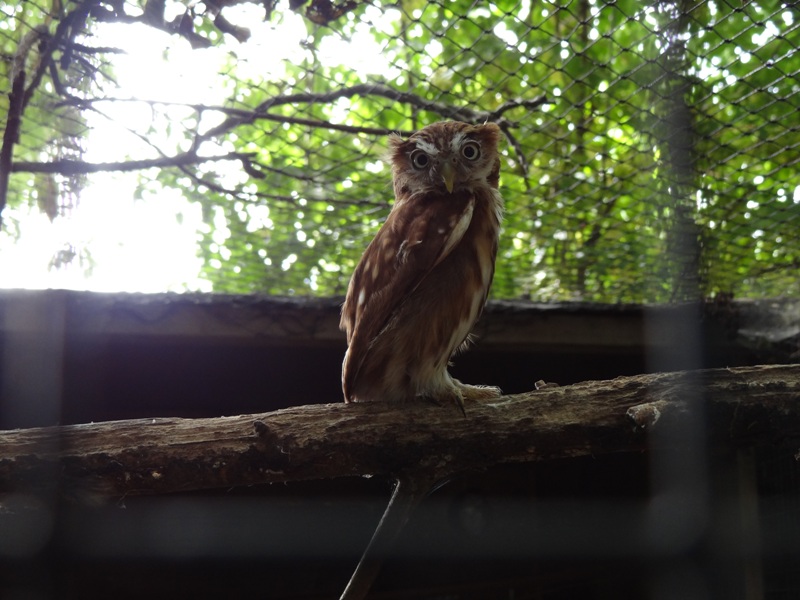 Braziliaanse-dwerguil-Glaucidium-brasilianum