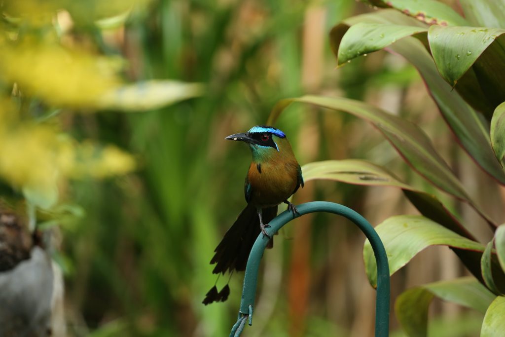 AMAZONE MOTMOT